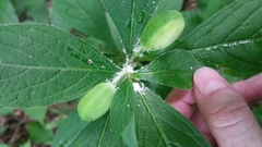 Hybanthus concolor