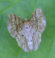 Cepphis advenaria