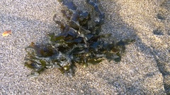 Sargassum scabridum