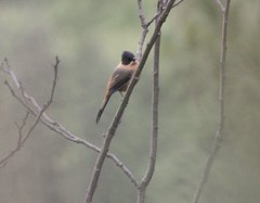 Heterophasia capistrata