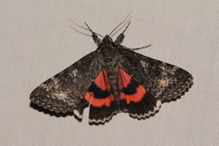 Catocala briseis