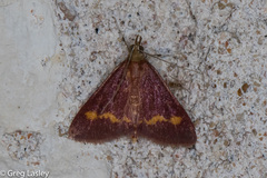 Pyrausta pseuderosnealis