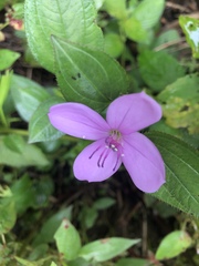 Arthrostemma ciliatum