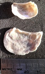 Heteroclidus punctatus