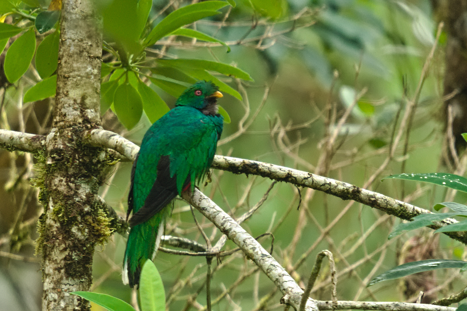 Crested Quetzal (Pharomachrus antisianus), photo 7
