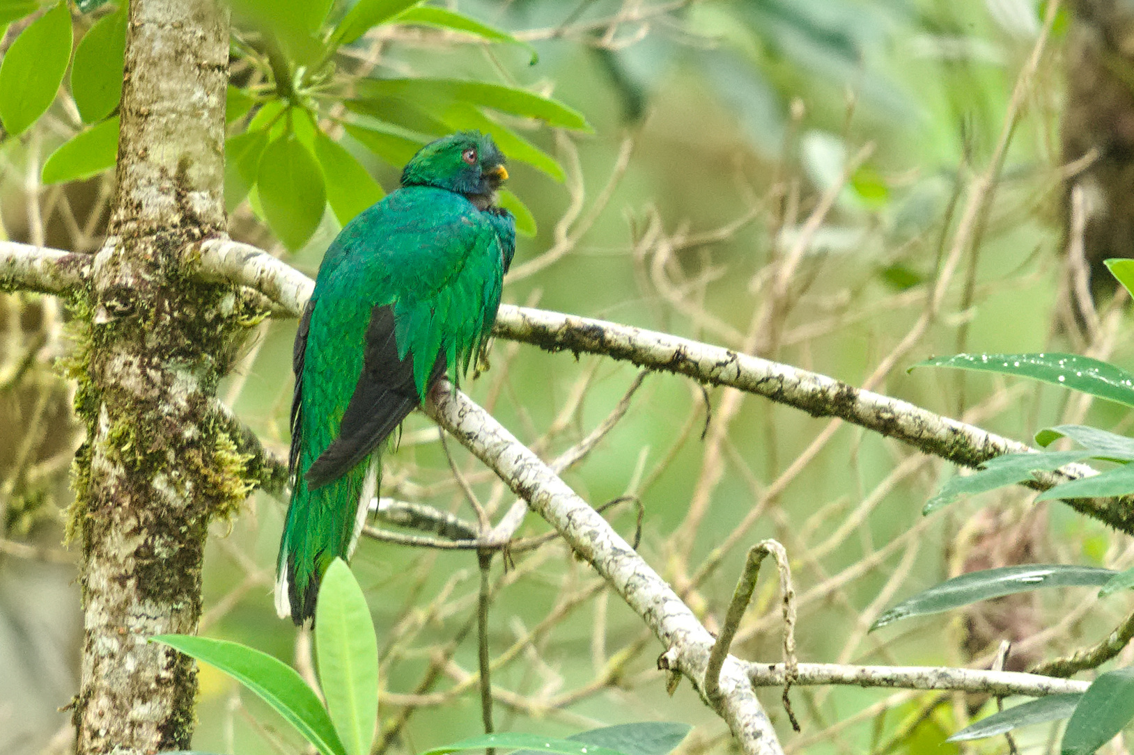 Crested Quetzal (Pharomachrus antisianus), photo 6
