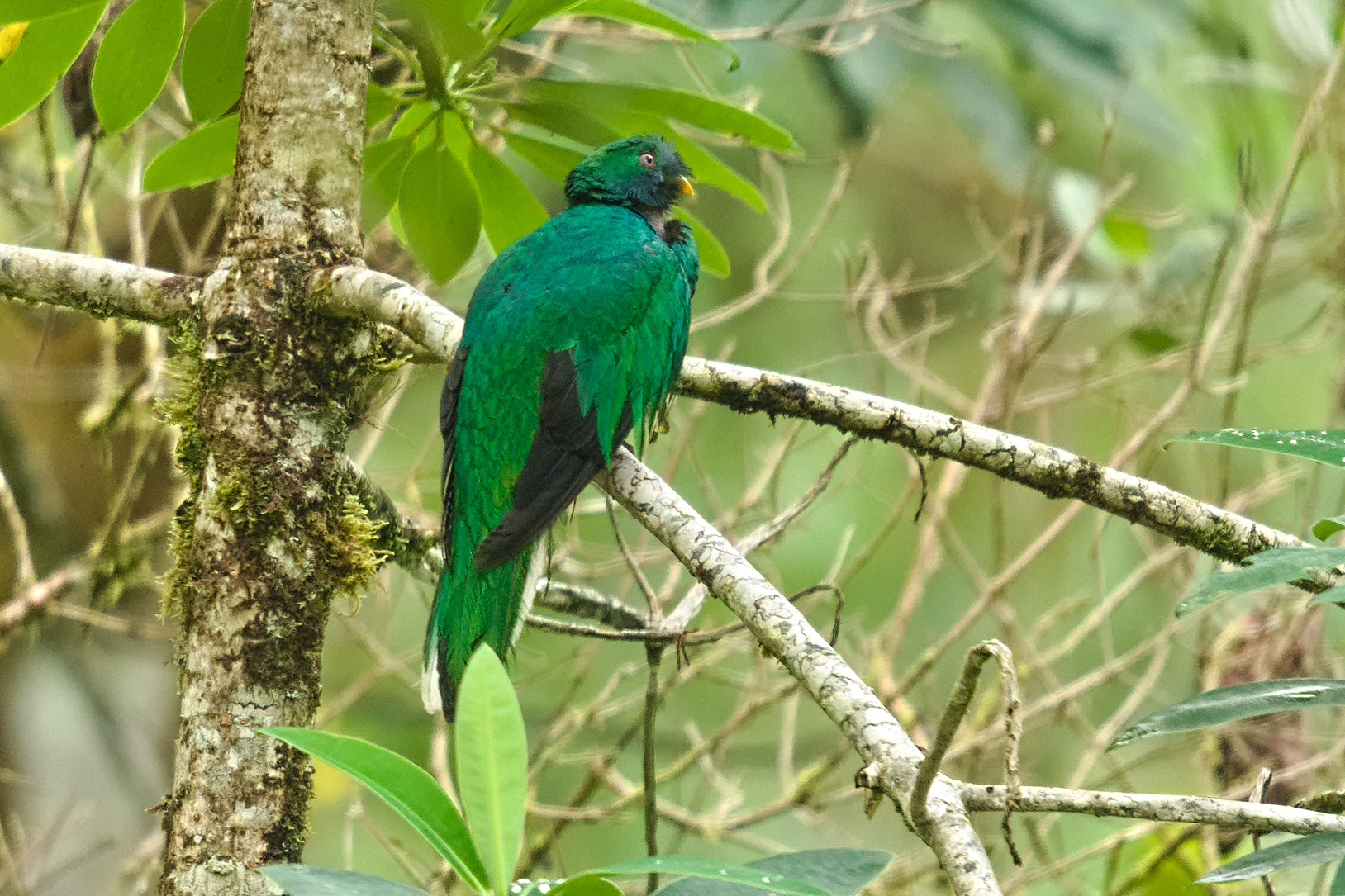 Crested Quetzal (Pharomachrus antisianus), photo 5