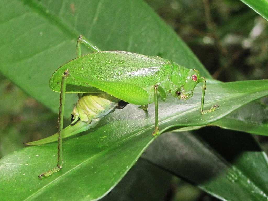 Xestoptera
