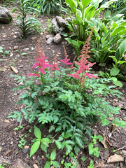 Astilbe