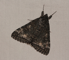 Catocala briseis