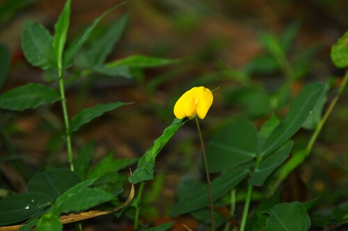 Arachis pintoi