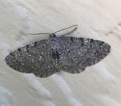 Aethalura intertexta