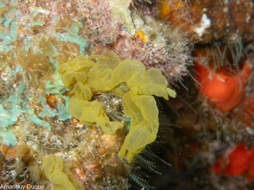 Pseudotetraspora