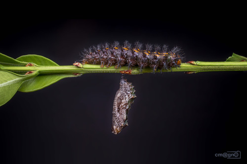Longwing Crescent