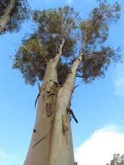 Eucalyptus salmonophloia