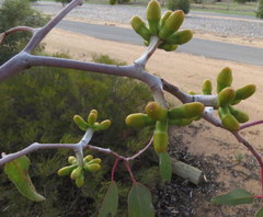 Eucalyptus stricklandii