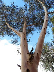 Eucalyptus stricklandii