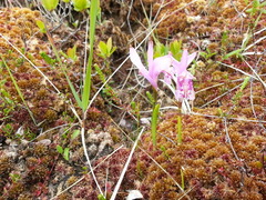 Arethusa bulbosa