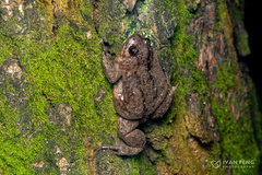 Sichuan Digging Frog photo 3