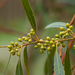 Eucalyptus salmonophloia - Photo (c) Jordi Roy Gabarra, μερικά δικαιώματα διατηρούνται (CC BY-NC)