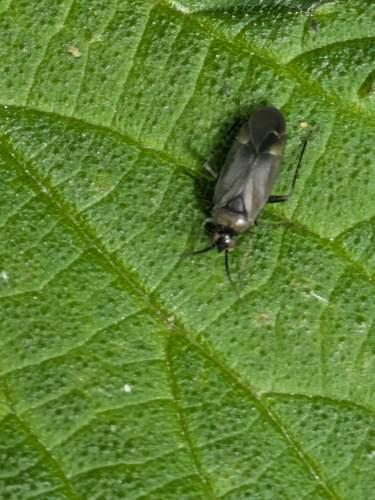 Common Nettle Flower Bug photo 5