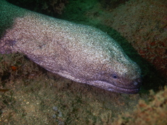Uropterygius
