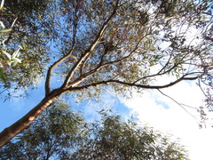 Eucalyptus torquata