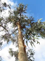 Eucalyptus woodwardii