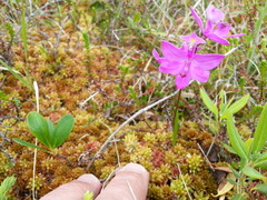 Calopogon tuberosus