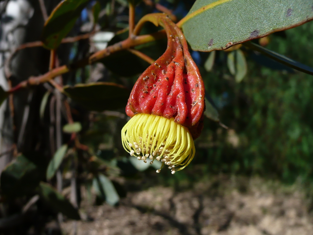 Scarlet Pear Gum