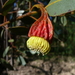 Eucalyptus stoatei - Photo (c) Sydney Oats, algunos derechos reservados (CC BY)