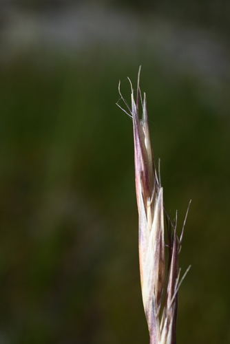 Image of Danthonia intermedia by (c) Anders Hastings, some rights reserved (CC BY)