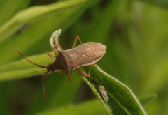 Hemiptera