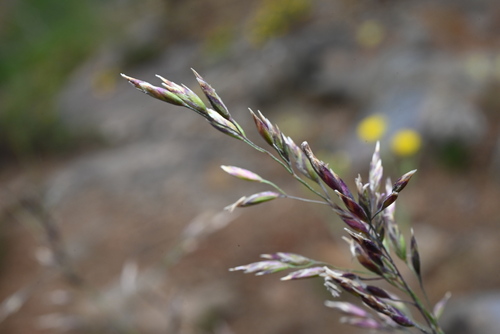 Narrow-flower Bluegrass (Poa stenantha)