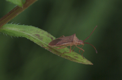 Hemiptera