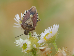 Dolycoris baccarum