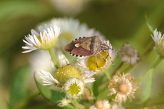 Dolycoris baccarum