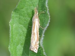 Crambus pratella