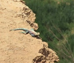 Agama bibronii