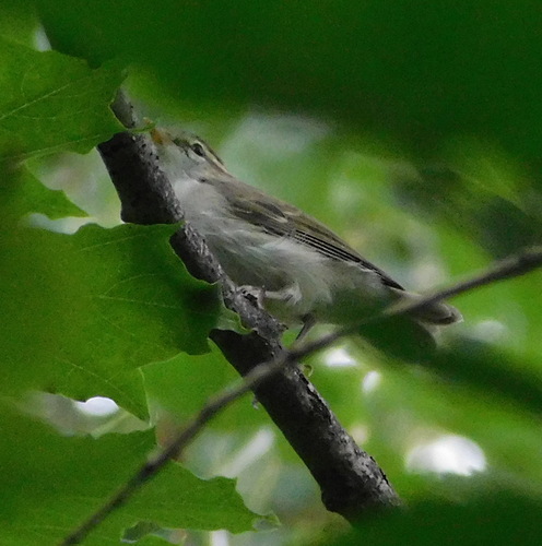Mosquitero verdoso (Phylloscopus trochiloides)