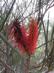 Hakea bucculenta
