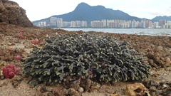 Haliclona cymaeformis