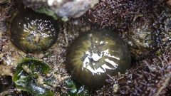 Anthopleura dixoniana