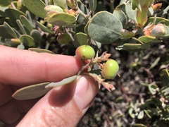Arctostaphylos canescens