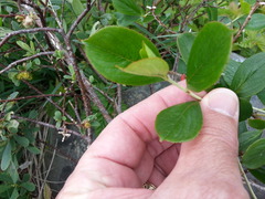 Photinia floribunda