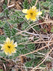 Geum glaciale