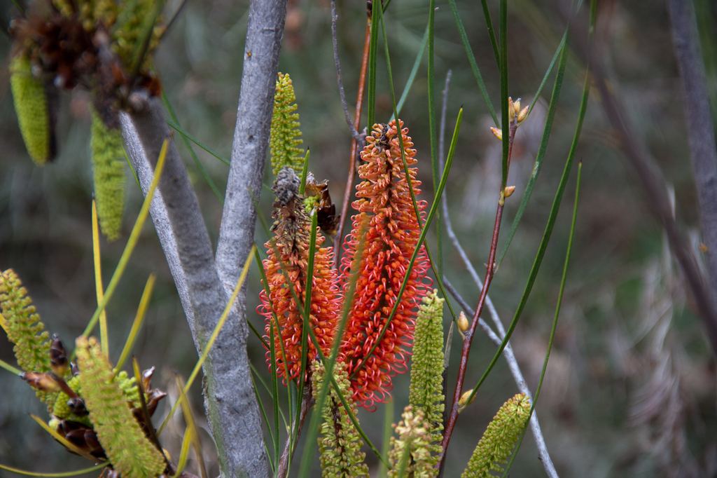 Red Pokers