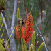 Hakea bucculenta - Photo (c) Claudi Cervelló, algunos derechos reservados (CC BY-NC-SA)