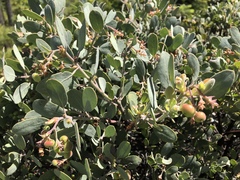 Arctostaphylos canescens