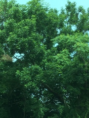 Ailanthus altissima